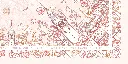 ENCHANTED TURKI DETAIL.webp