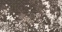 PETALS SCRIBBLE HD RMK det.webp