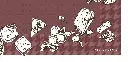 BON APPÉTIT REG DETAIL.webp