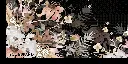 DRIED BLOOMIE DETAIL.webp