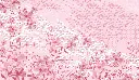MONOCHROME SAFARI HD det.webp